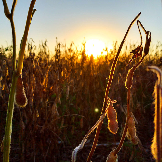 BioTown Seeds Stine Soybean