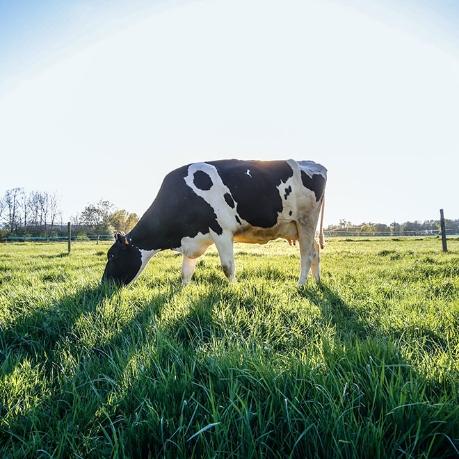 BioTown Seeds Cover Crops, Forages & Pasture Mixes